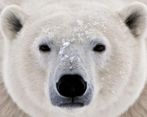 how can we save polar bears?
