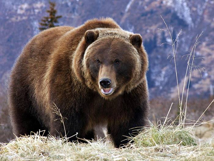 kodiak bear vs polar bear