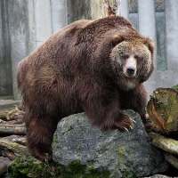 Kodiak Bear vs Polar Bear - Kodiak Bear vs Polar Bear Size