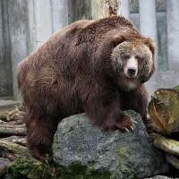 Kodiak Bear vs Polar Bear - Kodiak Bear vs Polar Bear Size