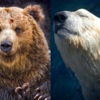 Polar Bear vs Grizzly Bear | Polar Bear vs Brown Bear