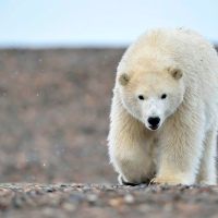 How Much Does a Polar Bear Weigh? - Polar Bear Weight
