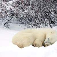Do Polar Bears Hibernate? - Polar Bear Hibernation