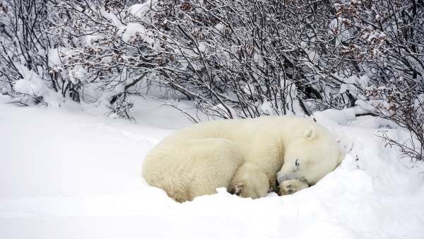 do polar bears hibernate