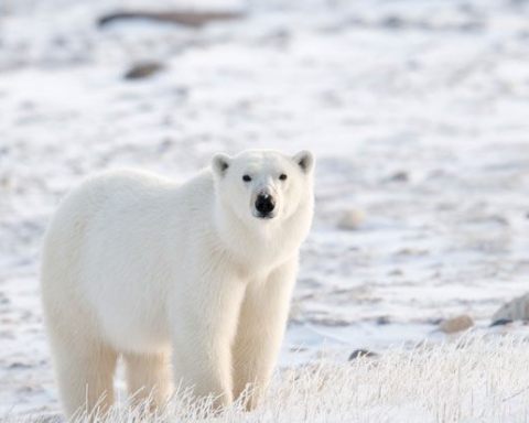 why are polar bears going extinct