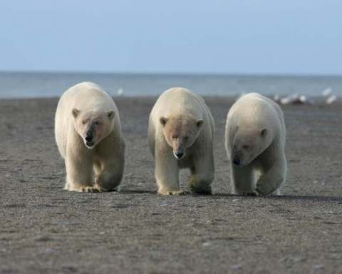 how many polar bears are left in the world
