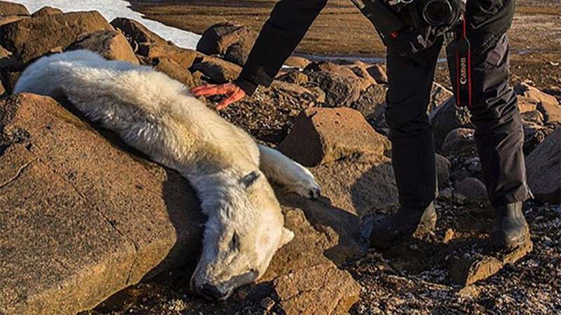 why do people hunt polar bears