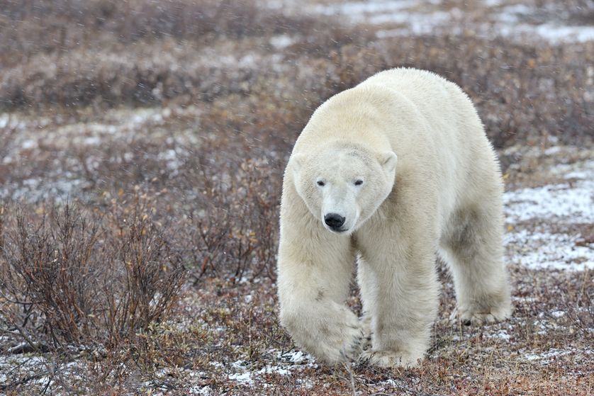 kodiak bear vs polar bear