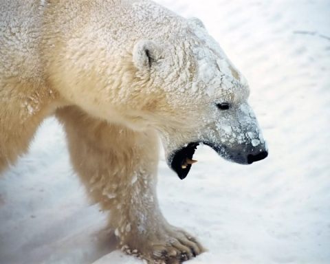 how fast can a polar bear swim