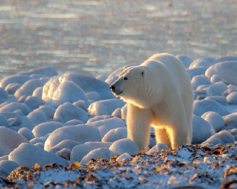 do polar bears migrate?