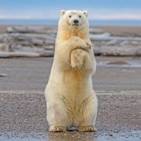 How Tall is a Polar Bear Standing Up?