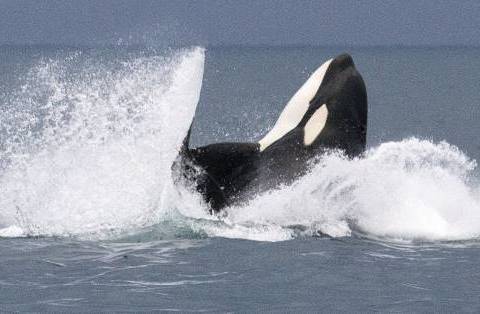 do polar bears eat orcas?