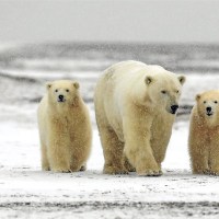 49 Polar Bear Facts for Kids