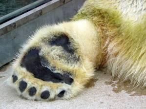 why does a polar bear have very wide large paws