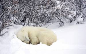 How long do polar bears hibernate?