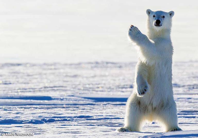 Do Polar Bears Cover their Nose? Do Polar Bears Cover their Nose?