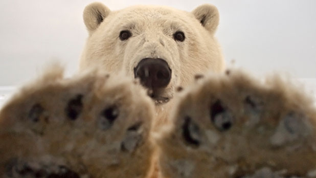 Do Polar Bears Poop in the Woods? Do Polar Bears Poop in the Woods?