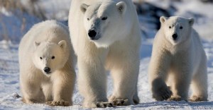 do polar bears scream when they poop?