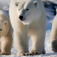 Do Polar Bears Scream When they Poop?