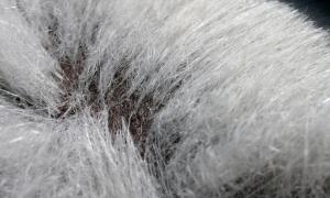 why do polar bears have black skin
