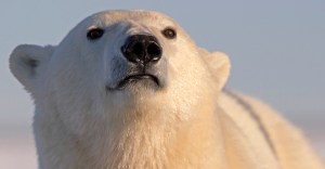do polar bears have whiskers?