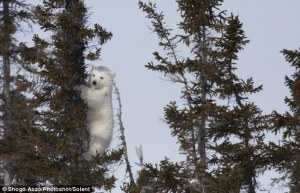 can polar bears climb