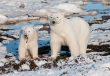 can polar bears survive in warm weather?