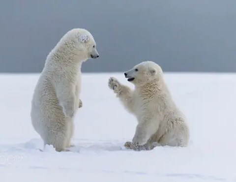 polar bear cubs facts