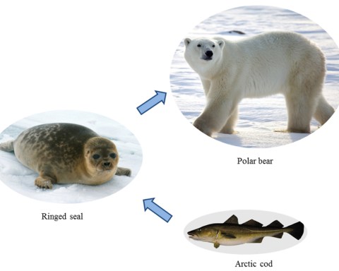 polar bear liver
