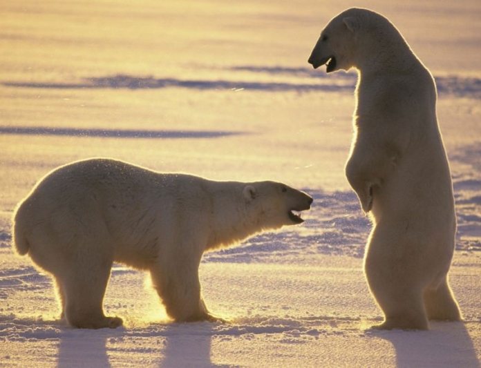polar bear penis