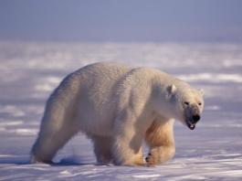polar bear penis