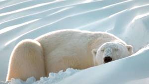 how long do polar bears sleep?