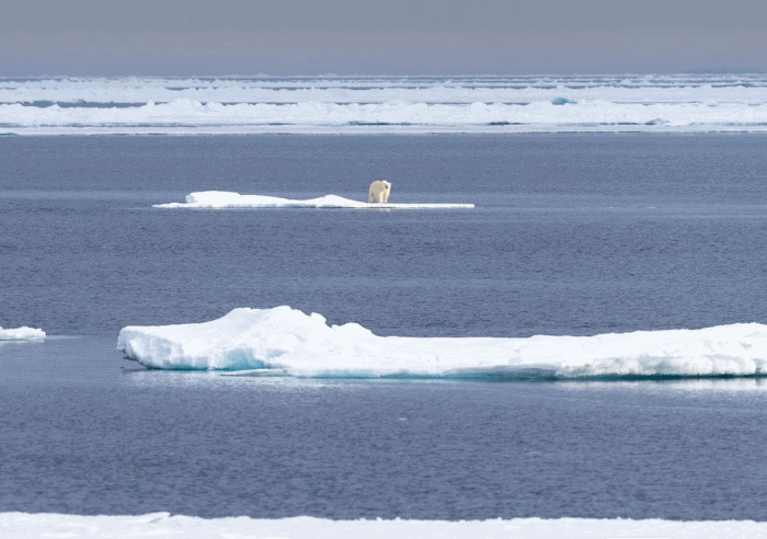 how far can a polar bear swim?