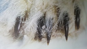 how many claws does a polar bear have