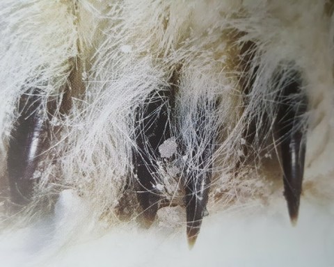 how many claws does a polar bear have