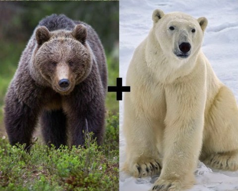 is a polar bear bigger than a grizzly bear