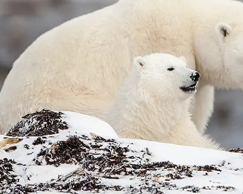 how often do polar bears have cubs