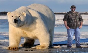 largest polar bear found