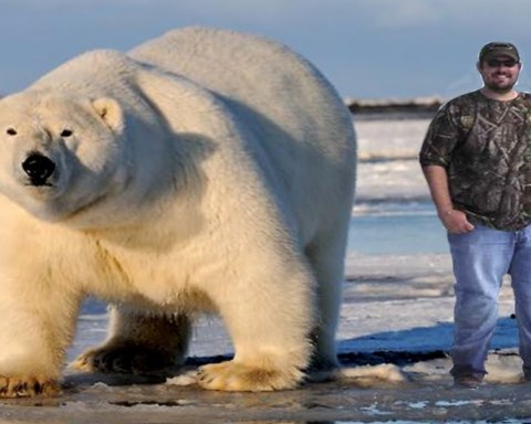 largest polar bear found