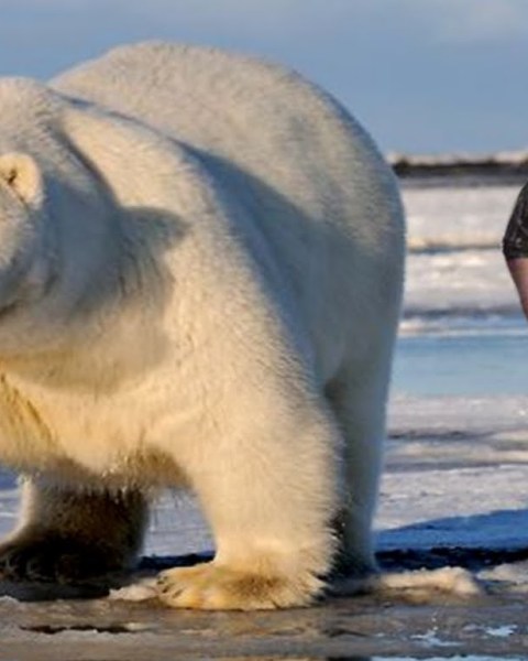 largest polar bear found