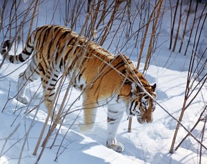 POLAR BEAR VS TIGER