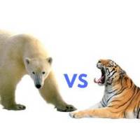 Polar Bear vs Tiger – Siberian Tiger vs Polar Bear