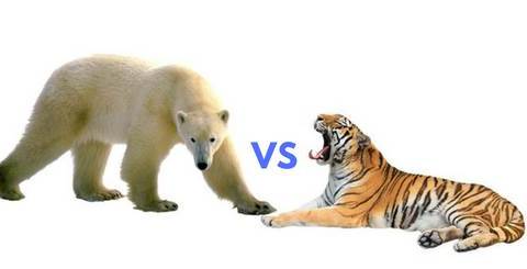 polar bear vs tiger