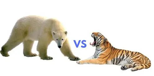 polar bear vs tiger