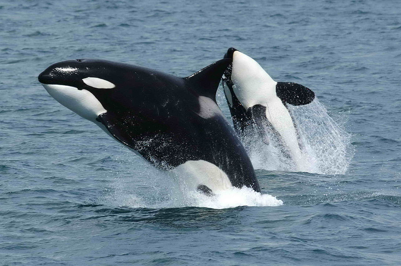 Do Killer Whales Eat Polar Bears? • Polar Bear Facts