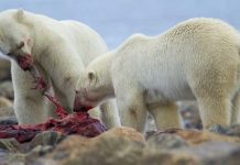 do polar bears eat whales