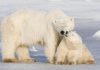 are polar bears going extinct
