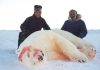 are polar bears going extinct
