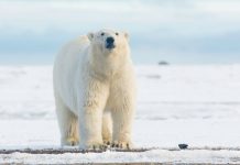 how can we save polar bears?