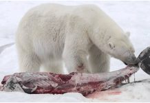 what do polar bears eat